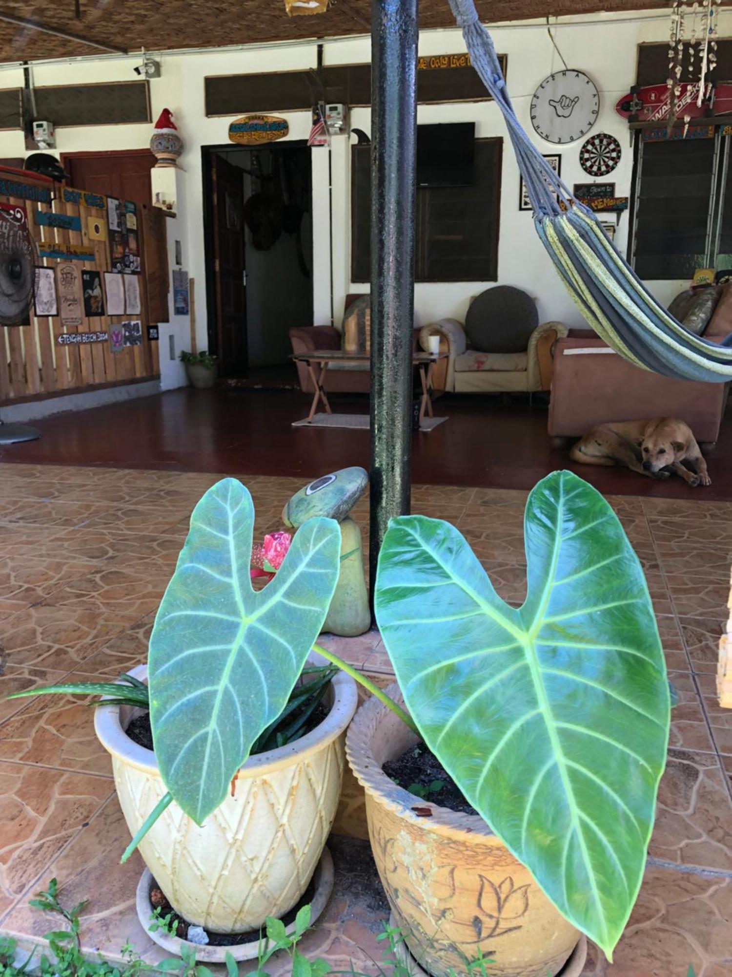 Апартаменты Shaka Garden House Langkawi Пантай-Сенанг Экстерьер фото